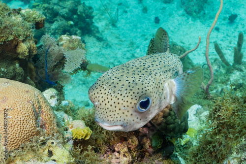 A porcupinefish at home on the reef in the Caribbean