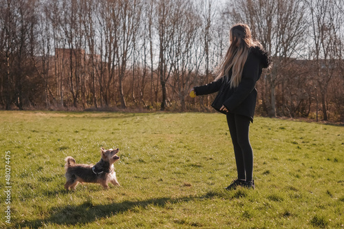 Teenager girl playing with cut Yorkshire terrier in a park on a grass. Warm sunny day. Outdoor activity and fun concept. Pet care and responsibility.