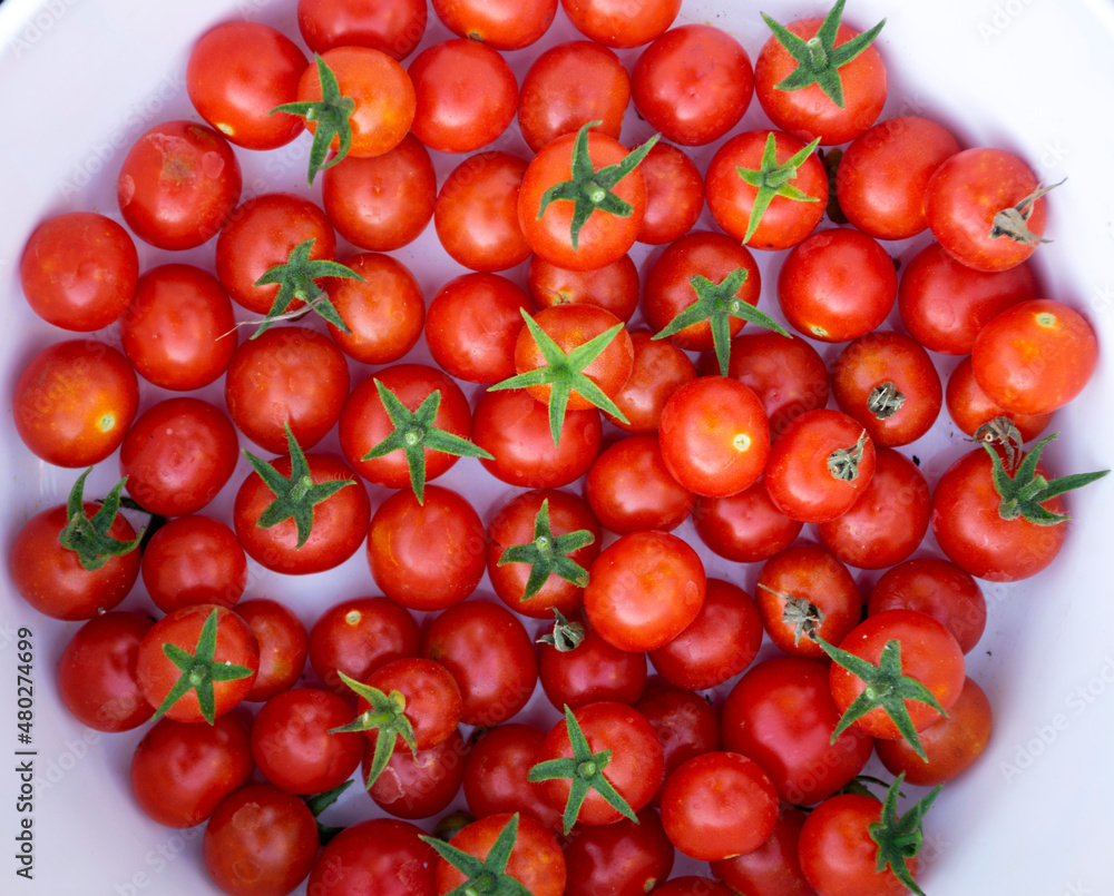 Cherry tomato close up with white background