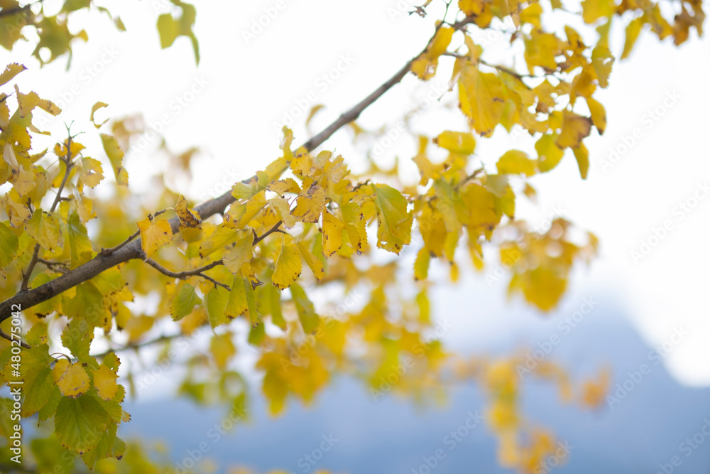 Yellowed leaves of autumn season