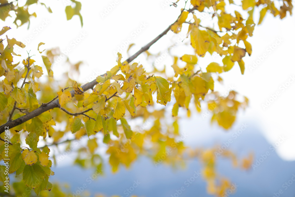 Yellowed leaves of autumn season Yellowed leaves of autumn season
