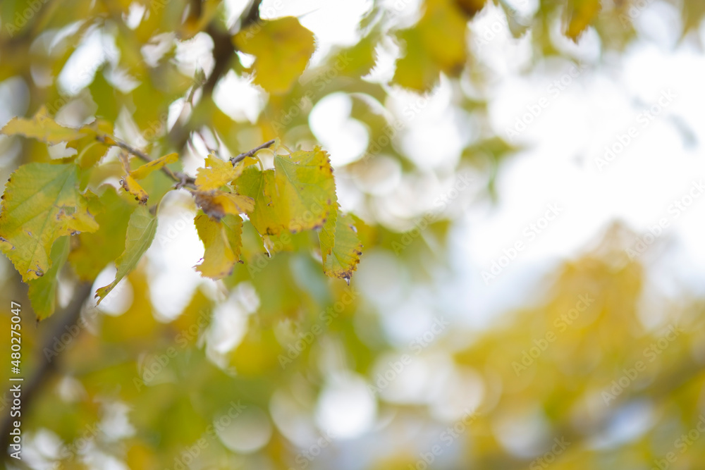 Yellowed leaves of autumn season Yellowed leaves of autumn season