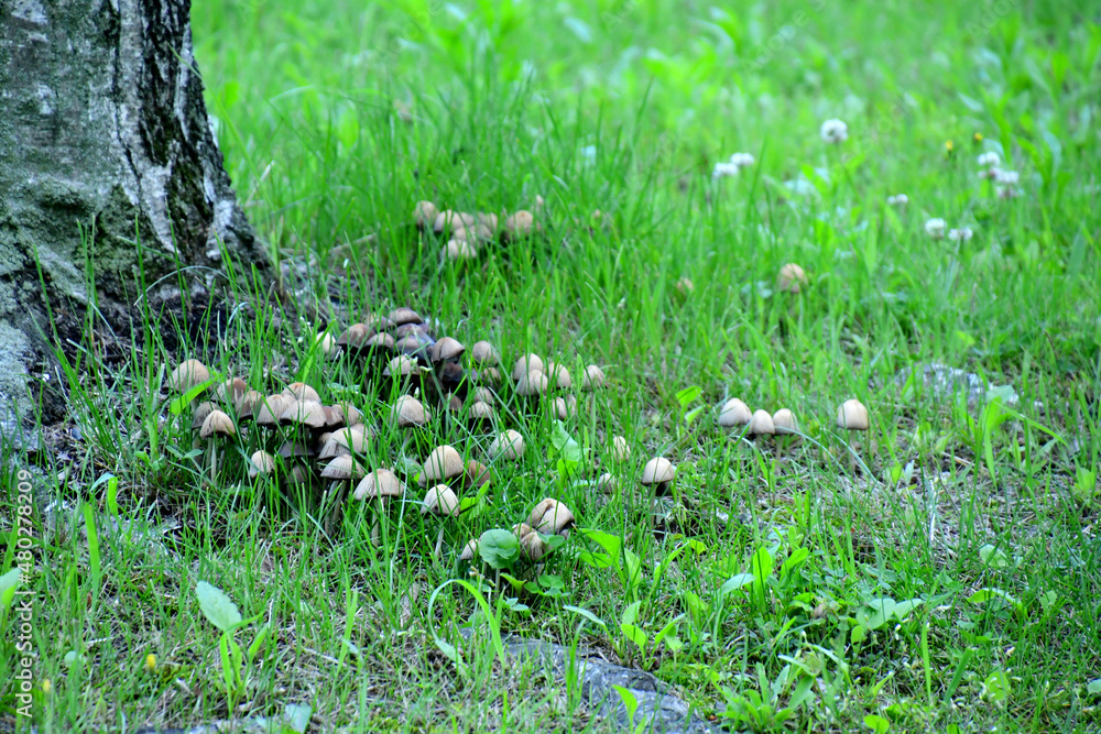 Obraz premium 버섯