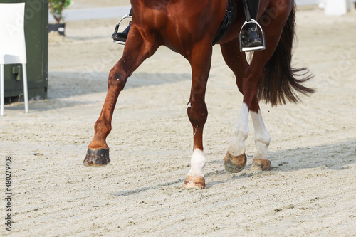 Riding horse legs close up