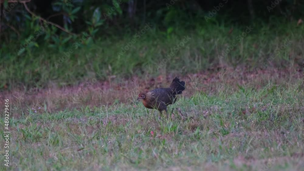 Junglefowl, Gallus seen pulling some seeds to eat from the tip of a grass before dark in Khao Yai National Park, Thailand. Junglefowl, Gallus seen pulling some seeds to eat from the tip of a grass before dark in Khao Yai National Park, Thailand.