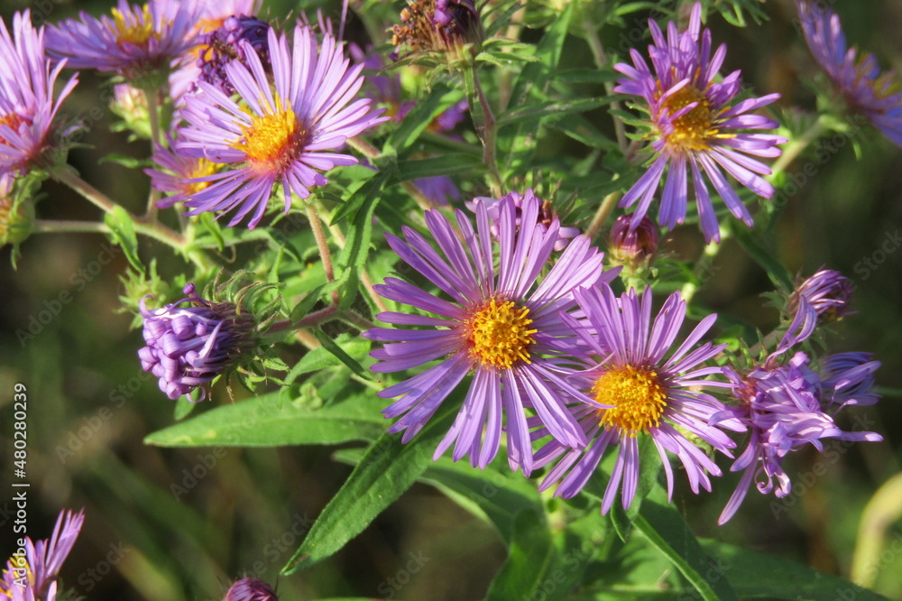 Aster flowers Aster flowers