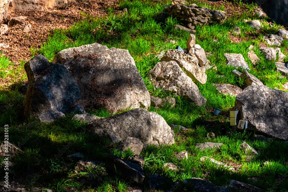 stump in the forest and stone grass stump in the forest and stone grass