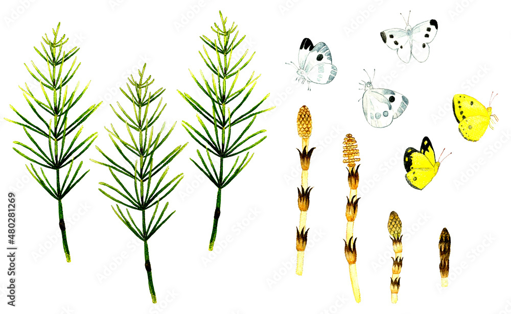 つくし スギナ 蝶 モンシロチョウ モンキチョウ のセット 春の手描き水彩イラスト素材集 Stock Illustration Adobe Stock