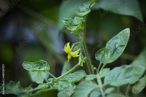 Beautiful Natural Flowers In Nature