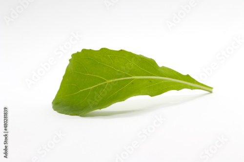 Folha de Rúcula no fundo branco, alimento verde no fundo branco, folha no fundo branco