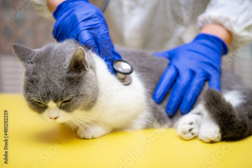 Fototapeta Naklejka Na Ścianę i Meble -  male doctor examinating a cat with stethoscope
