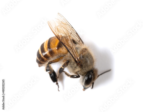 Obraz na płótnie dead bee on a white background