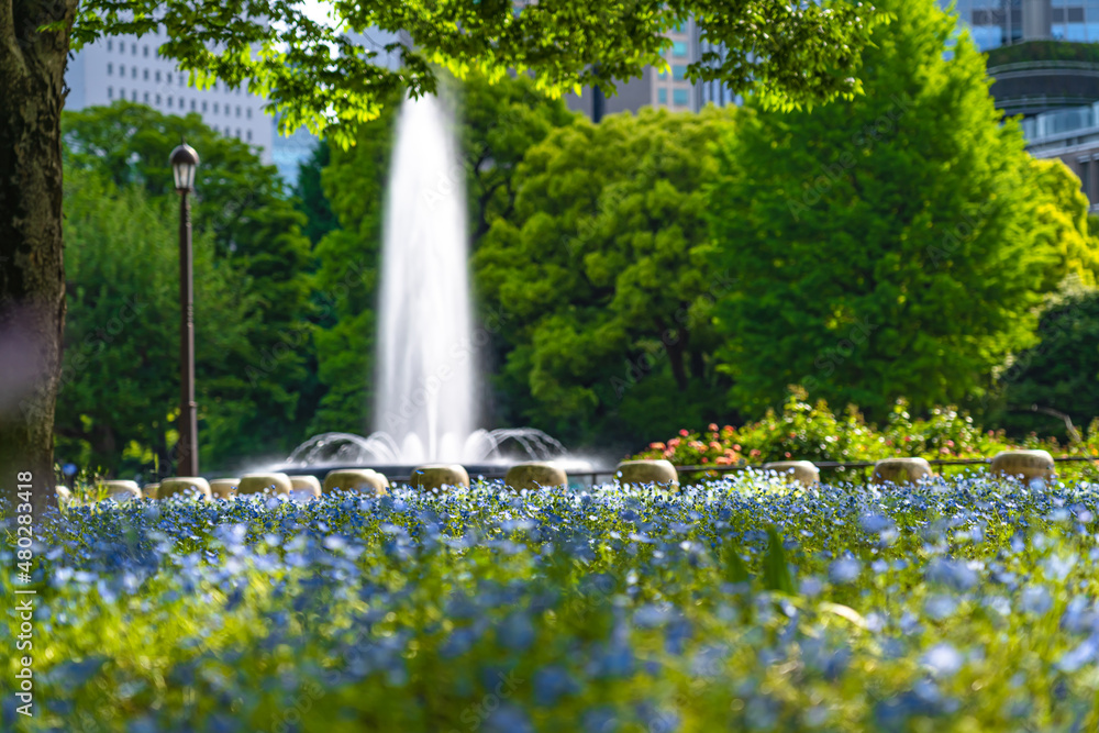 Naklejka premium 日本の春 東京千代田区日比谷公園 早朝の朝日に照らされたネモフィラ
