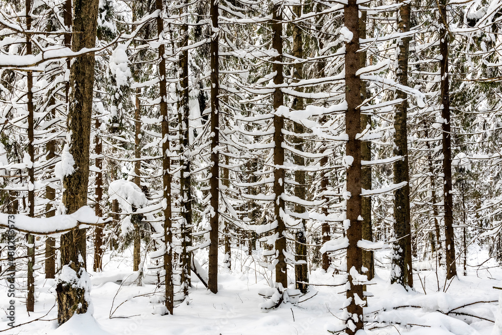 Fototapeta premium forest in winter