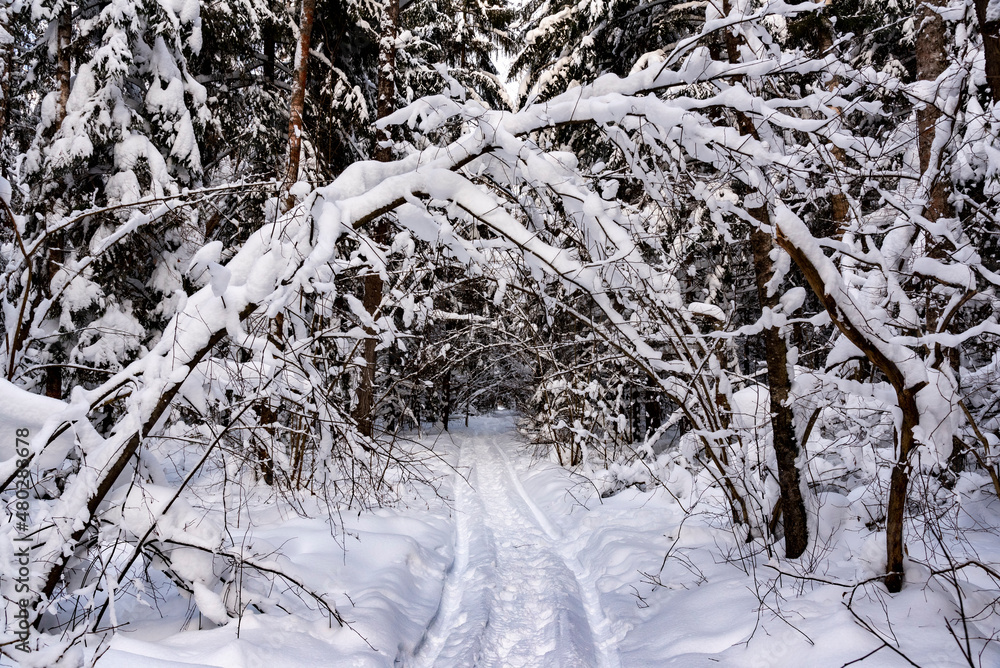 snow covered trees snow covered trees