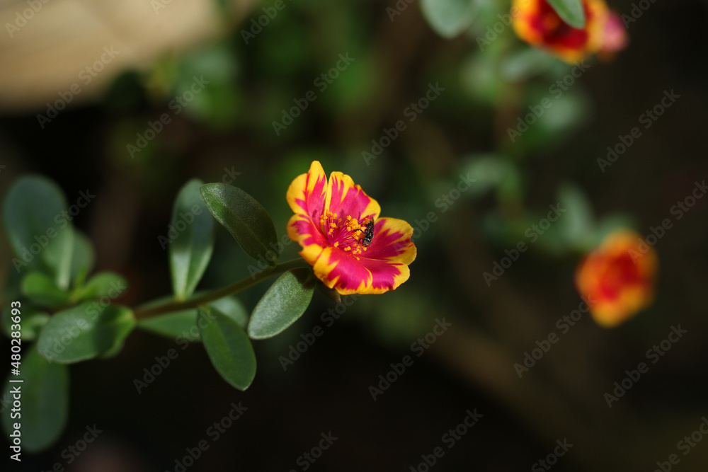 Obraz premium Beautiful Natural Flowers In Nature