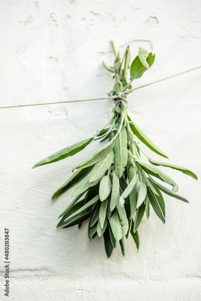 Salvia officinalis, common sage, just sage suspended for drying with an herbalist. Salvia officinalis, common sage, just sage suspended for drying with an herbalist.
