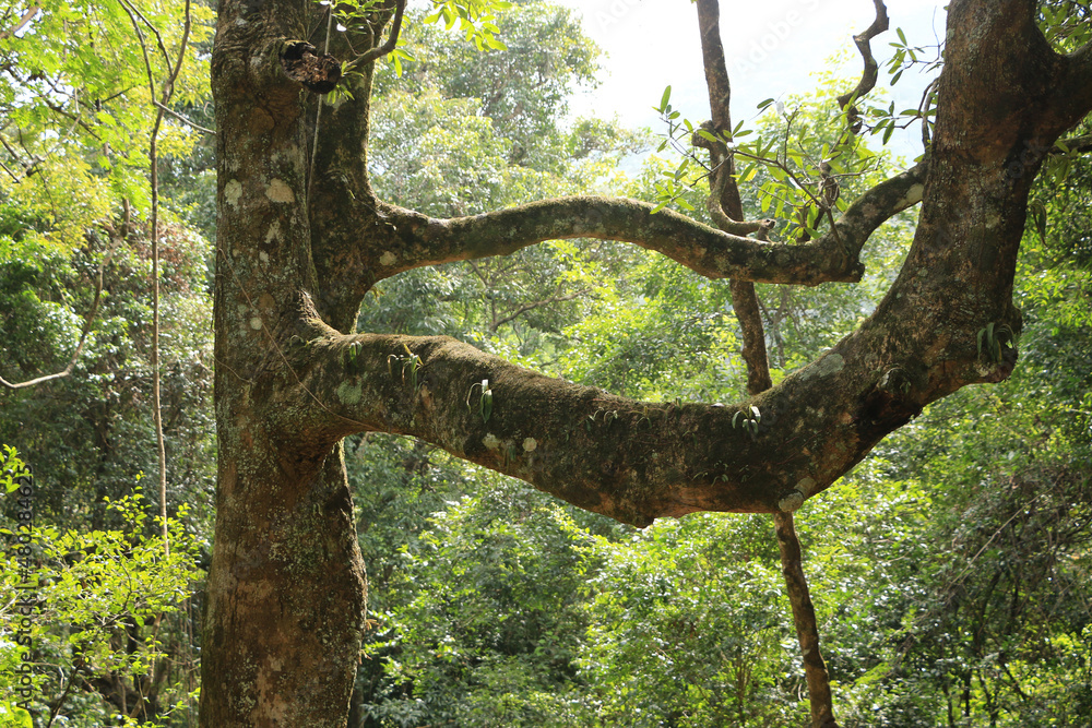 Green Leaves and branches in waving and moving in natural breeze Green Leaves and branches in waving and moving in natural breeze