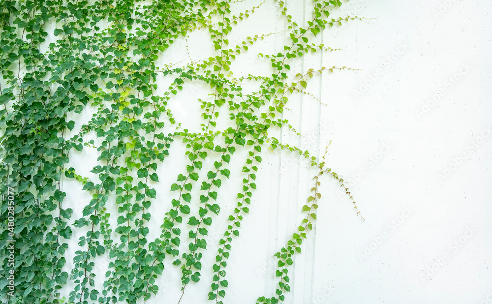 Ivy twig with small green leaves isolated on white wall Ivy twig with small green leaves isolated on white wall