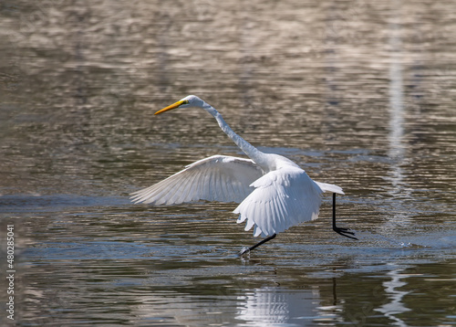 Egret Wading in shallow edge of lake looking for fish