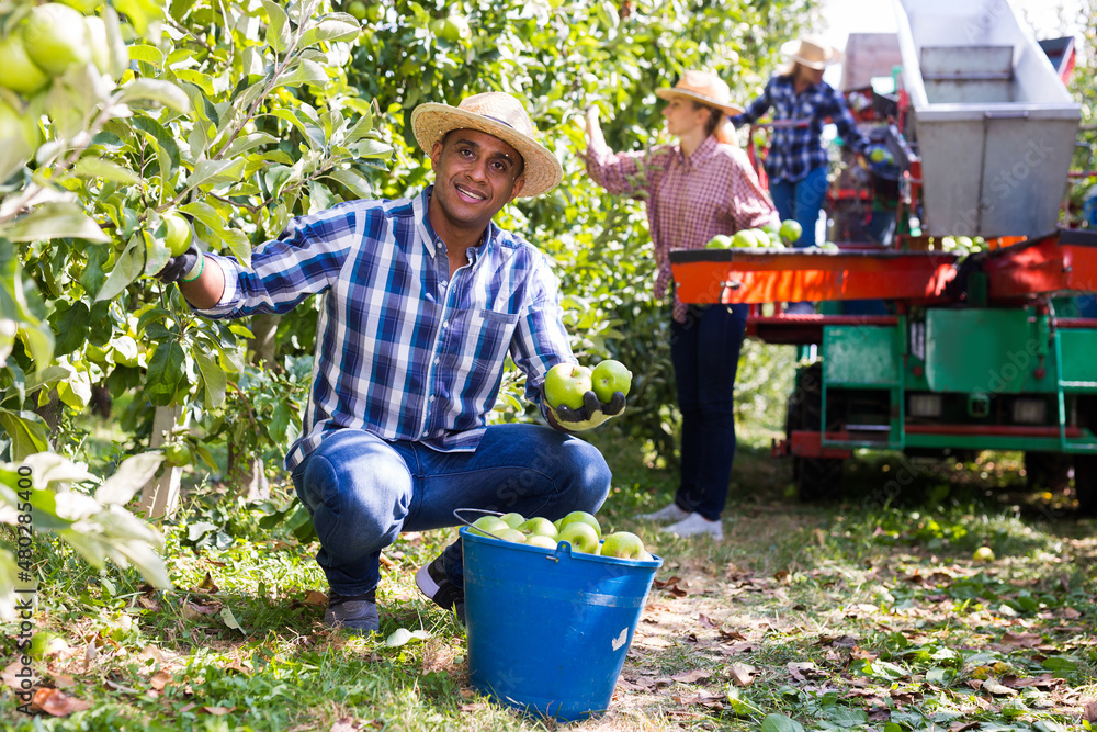 Stockfoto med beskrivningen Successful male owner of citrus farm gathering  harvest of ripe apples | Adobe Stock