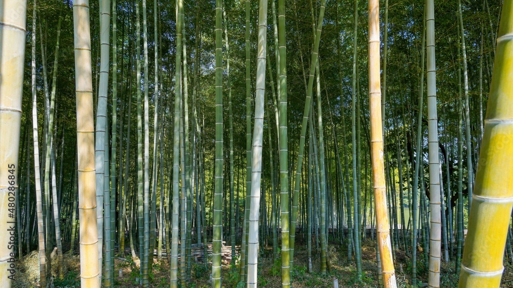 Fototapeta premium 静寂に包まれた竹林の情景