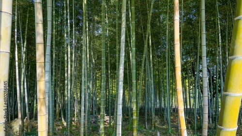 静寂に包まれた竹林の情景