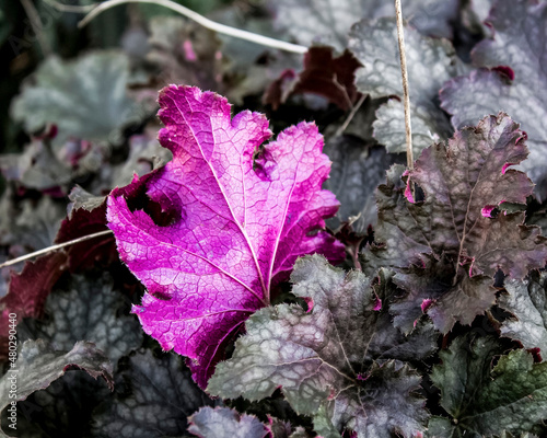 close up of purple leaf in fall