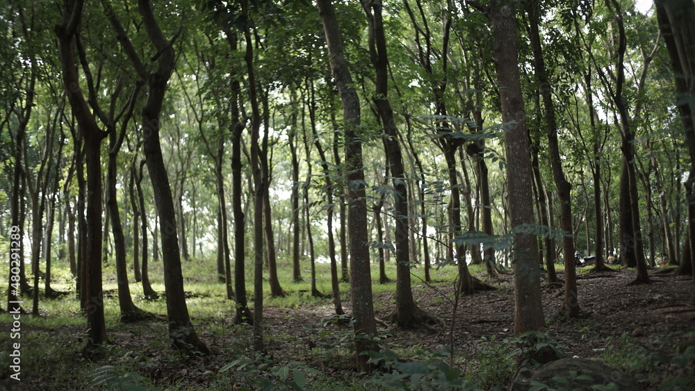scenic landscape of the green forest full of trees. beautiful scenery of the lush jungle. panoramic nature background of the wooden forest. scenic landscape of the green forest full of trees. beautiful scenery of the lush jungle. panoramic nature background of the wooden forest.