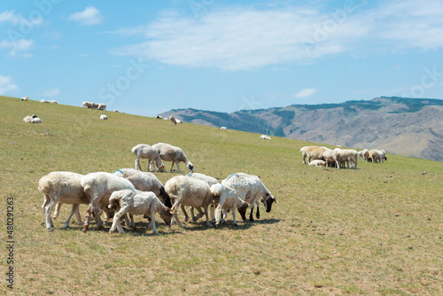 Sheeps in Kharkhorin (Karakorum), Mongolia.