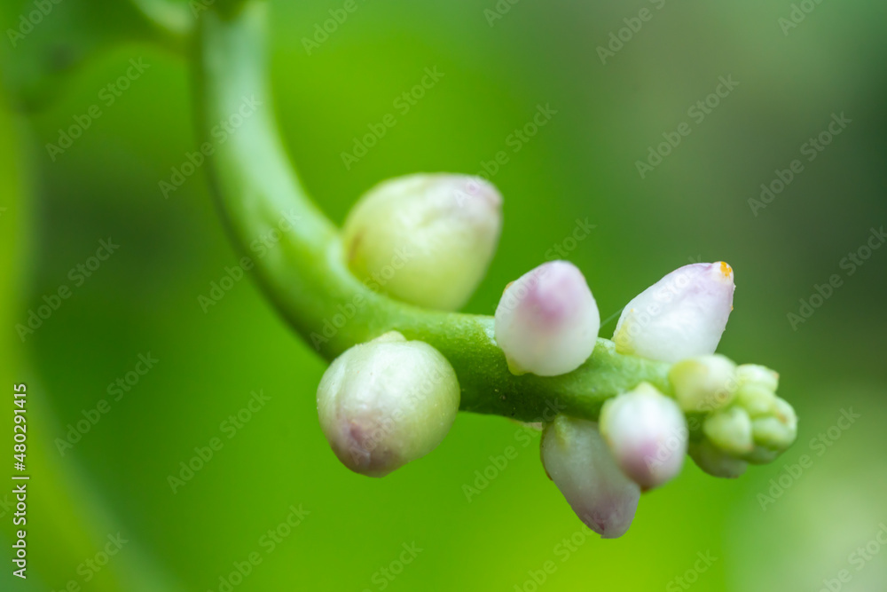 The tip of a growing lemon inflorescence in macro lens photography. The tip of a growing lemon inflorescence in macro lens photography.