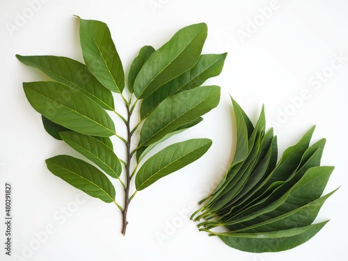 Annona leaves on a white background. closeup photo, blurred.