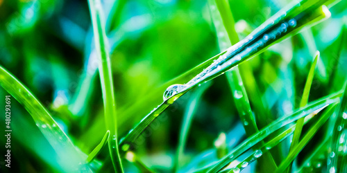 dew on grass petals in the spring