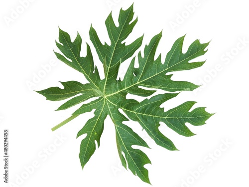 Papaya leaf isolated on white background. closeup photo  blurred.