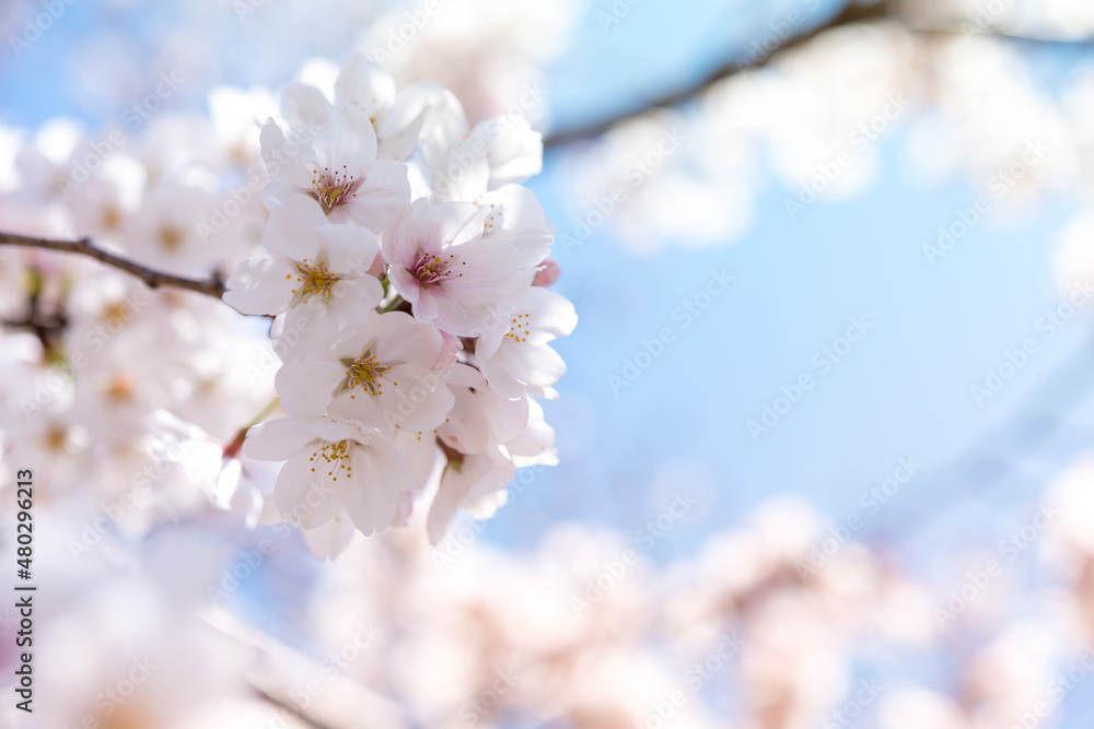 Fototapeta premium さくら