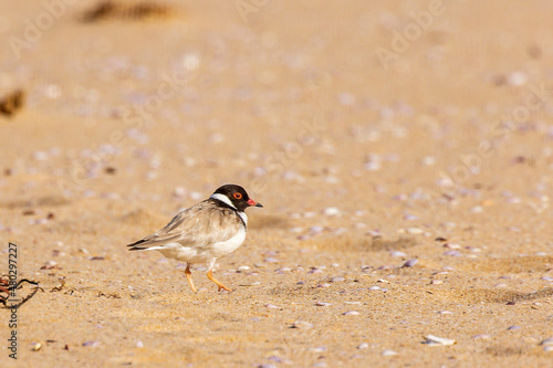 A Hooded Dotterel AKA Hooded Plover (Thinornis rubricollis showing its black head and a white nape, and the black hindneck collar extends around and forks onto the breast. photo