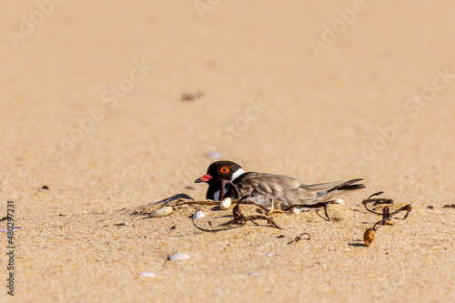 A Hooded Dotterel AKA Hooded Plover (Thinornis rubricollis showing its black head and a white nape, and the black hindneck collar extends around and forks onto the breast.