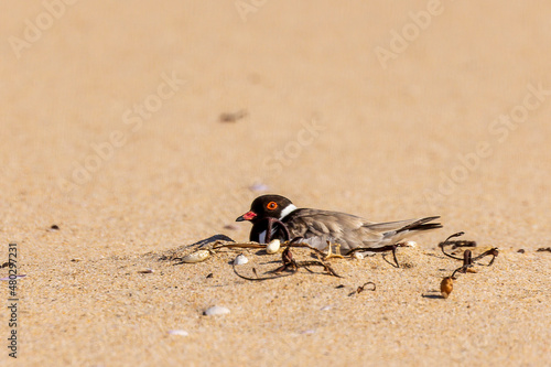 A Hooded Dotterel AKA Hooded Plover (Thinornis rubricollis showing its black head and a white nape, and the black hindneck collar extends around and forks onto the breast. photo