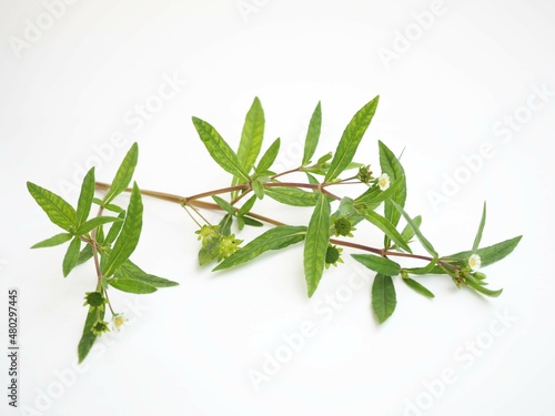 False daisy or eclipta prostrata with leaf use as ingredient in hair shampoo or cosmetics product and medicine herb. closeup photo, blurred. photo
