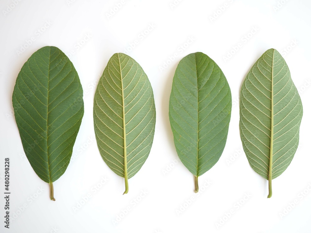 Organic leaves guava on white background. closeup photo, blurred. Organic leaves guava on white background. closeup photo, blurred.