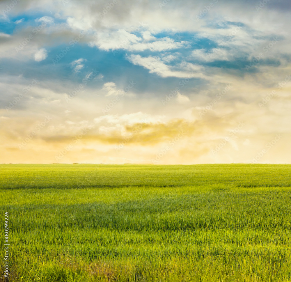 beautiful summer fields