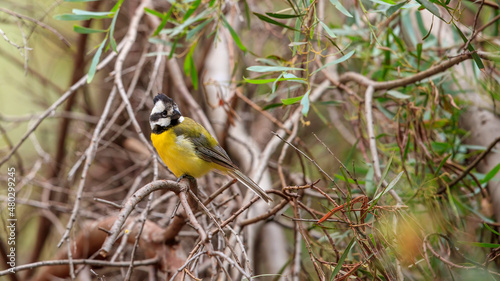 The Crested Shrike-tit (Falcunculus frontatus) is a medium-small bird with a striking black and white striped head and neck, and a small crest that is often held flattened over crown.