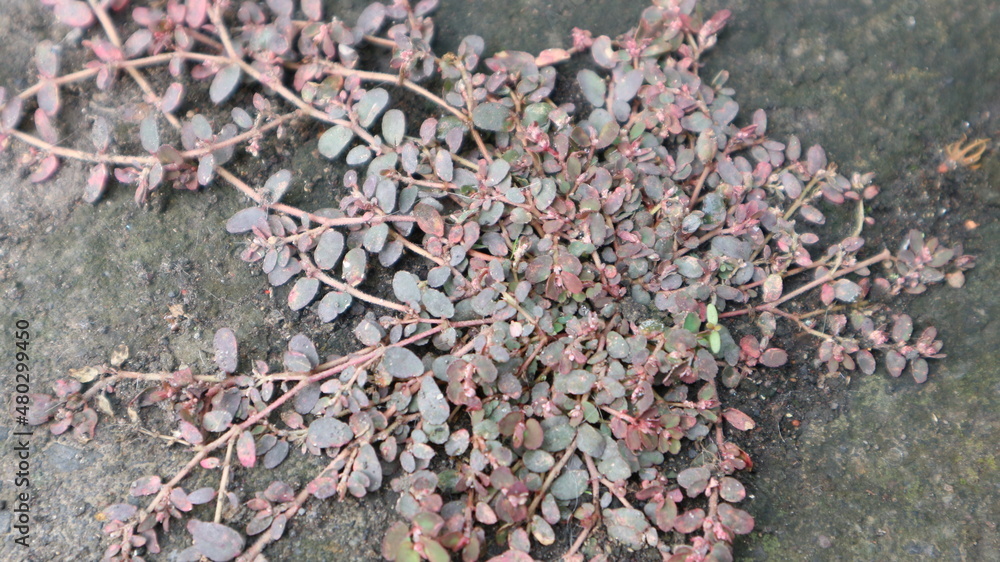 Obraz premium flowers in the wind