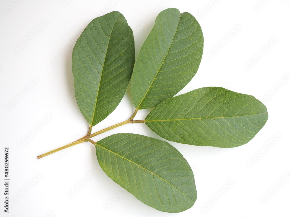 Fototapeta premium Organic guava leaves isolated on white background. closeup photo, blurred.