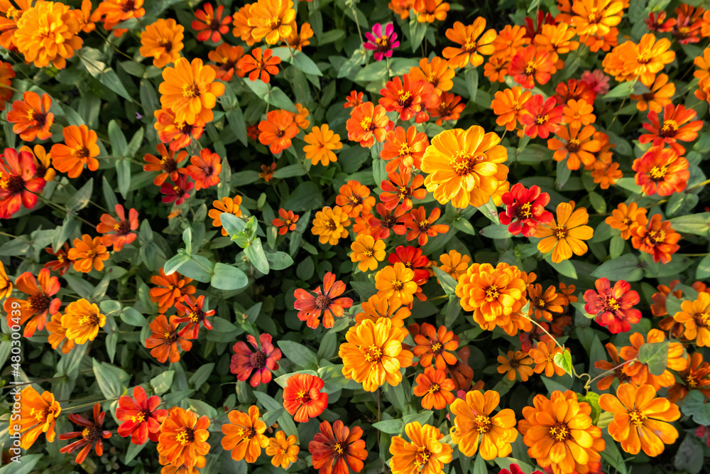 colorful cosmos flowers farm colorful cosmos flowers farm