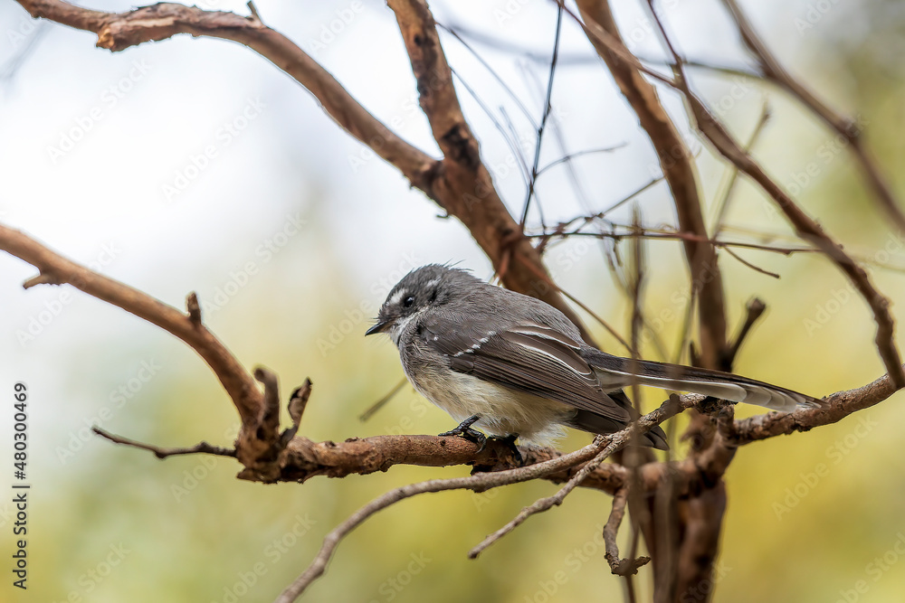 Grey Fantail (Rhipidura albiscapa). Both sexes are similar in appearance: plumage is grey above, white eyebrow, throat and tail edges. Grey Fantail (Rhipidura albiscapa). Both sexes are similar in appearance: plumage is grey above, white eyebrow, throat and tail edges.