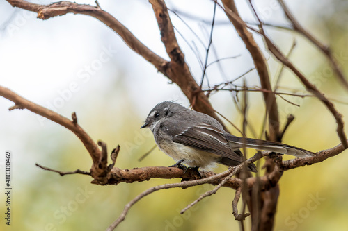 Grey Fantail (Rhipidura albiscapa). Both sexes are similar in appearance: plumage is grey above, white eyebrow, throat and tail edges. © wrightouthere