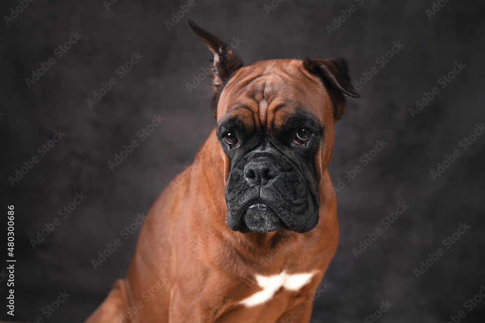 portrait of a German boxer breed dog on a dark background