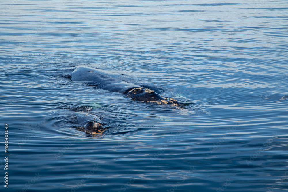 Fototapeta premium great crested grebe
