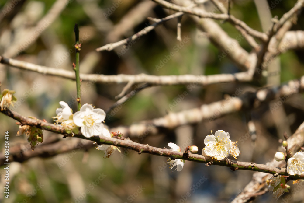 landscape of white plum blossom landscape of white plum blossom
